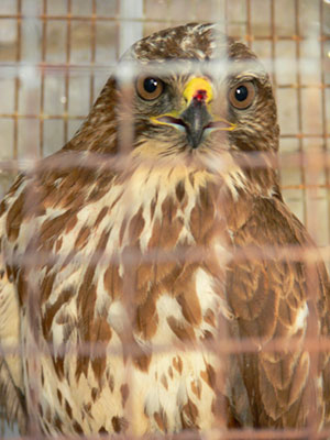 Injuried bird Buteo buteo