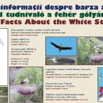 101 Facts about the White Stork