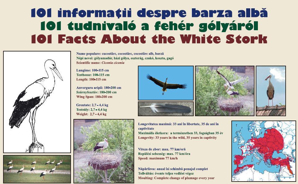 Read more about the article 101 Facts about the White Stork