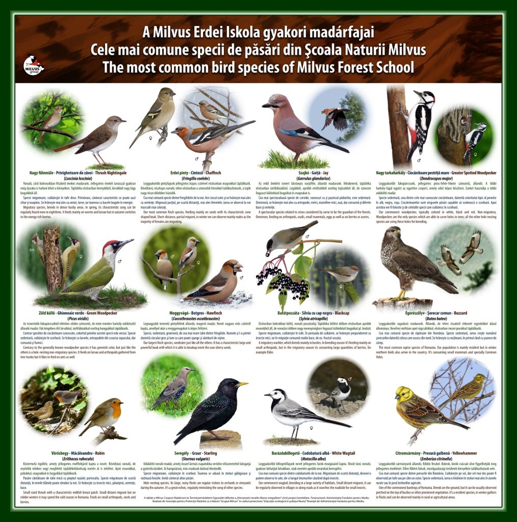 Read more about the article Cele mai comune specii de păsări din Școala Naturii Milvus