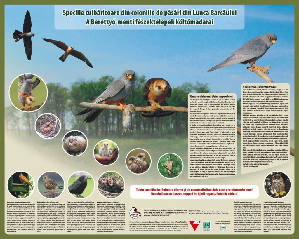 Read more about the article Speciile cuibăritoare din coloniile de păsări din Lunca Barcăului