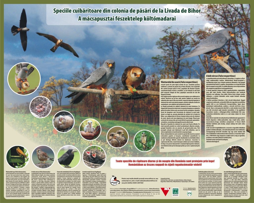 Read more about the article Speciile cuibăritoare din colonia de păsări de la Livada de Bihor