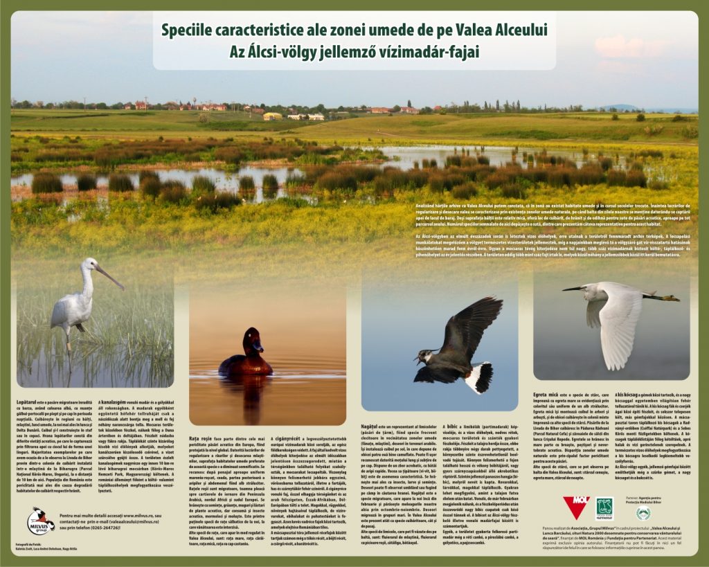 Read more about the article Az Álcsi-völgy jellemző vízimadár-fajai