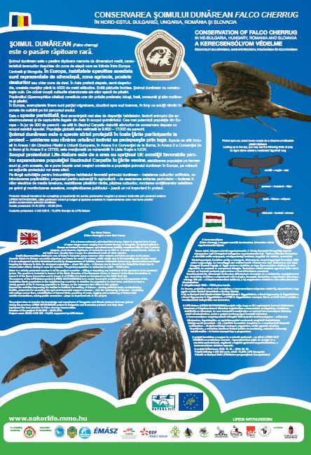 Read more about the article Conservation of <em>Falco Cherrug</em> in NE-Bulgaria, Hungary, Romania and Slovakia
