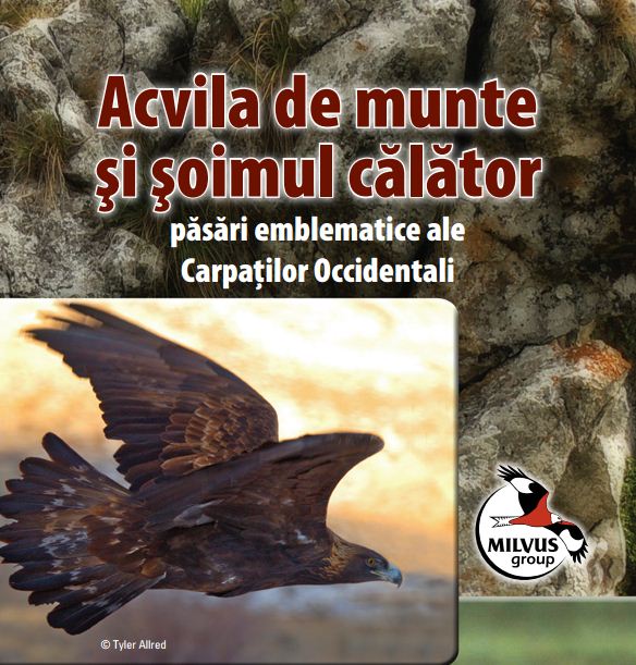 Read more about the article Acvila de munte și șoimul călător – păsări emblematice ale Carpaților Occidentali