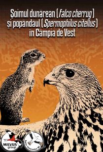 Read more about the article Șoimul dunărean (<em>Falco cherrug</em>) și popândăul (<em>Citellus citellus</em>) în câmpia de vest