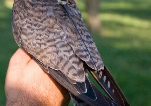 Red-footed Falcons tagged with satellite transmitters