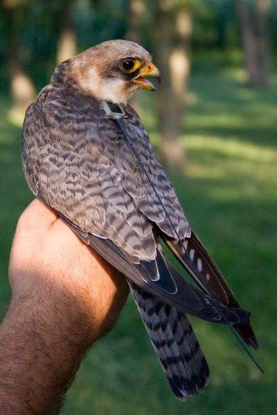 Read more about the article Red-footed Falcons tagged with satellite transmitters