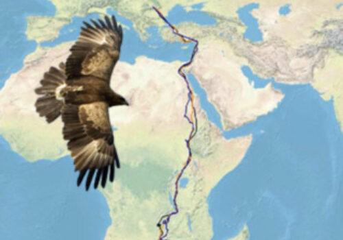 Migration Map of the Satellite Tracked Romanian Lesser Spotted Eagles (Aquila pomarina)