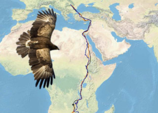 Read more about the article Migration Map of the Satellite Tracked Romanian Lesser Spotted Eagles (Aquila pomarina)