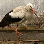 Marosvásárhelyi Állatkert által örökbe fogadott gólyák