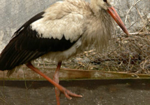 Marosvásárhelyi Állatkert által örökbe fogadott gólyák