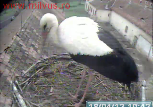 Intruders at the stork nest