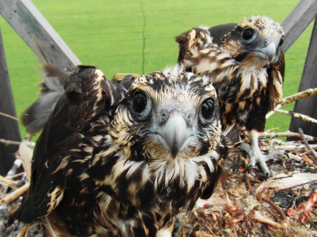 Read more about the article The second satellite transmitter mounted on a Saker Falcon in Romania
