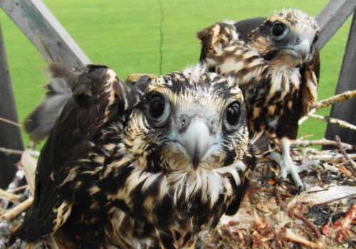 The second satellite transmitter mounted on a Saker Falcon in Romania