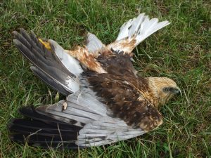 Jellegzetes testtartás mérgezésben elpusztult madaraknál 