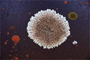 Jeffrey Venning / Australia – Lichen