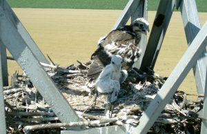 The difference in age and development between the two Saker Falcon chicks 