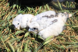 The bigger chick, the first Romania Saker Falcon with colour rings 