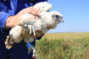 The bigger chick, the first Romania Saker Falcon with colour rings 