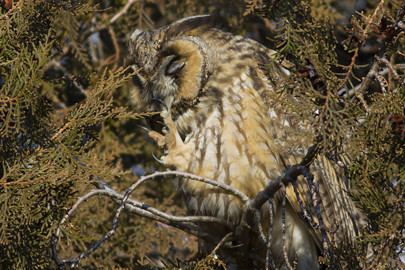 Read more about the article Wintering Long-eared Owl census (2013-2014)