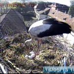 Működik a sáromberki fehér gólya webkamera!