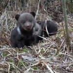 Orphaned bear cubs found and taken into care