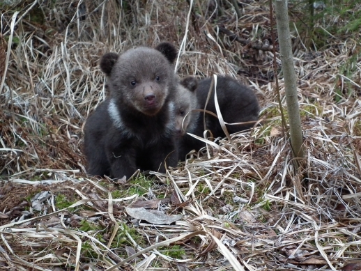 Read more about the article Pui de urși orfani găsiți și luați în îngrijire