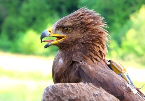 Arlie the Lesser Spotted Eagle arrives back in Romania