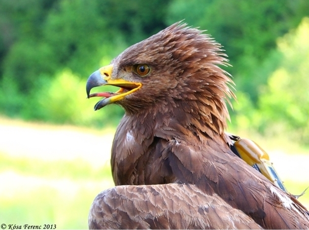 Arlie the Lesser Spotted Eagle arrives back in Romania – Milvus Group