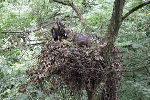 Cuib de acvilă țipătoare mică cu doi pui pe paltin de munte (Vidacut)