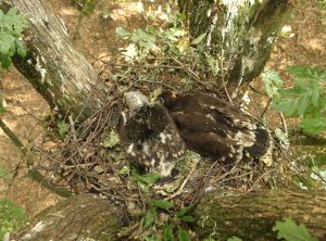 Nest with two Lesser Spotted Eagle chicks near Gălățeni