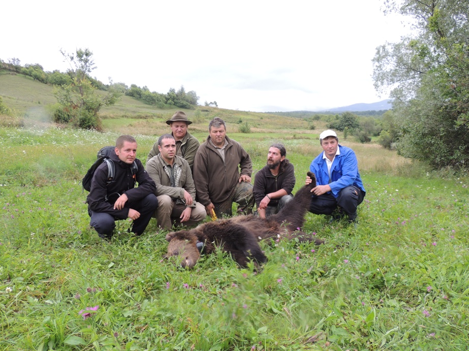 Read more about the article Adult female bear saved from poachers’ snare and collared