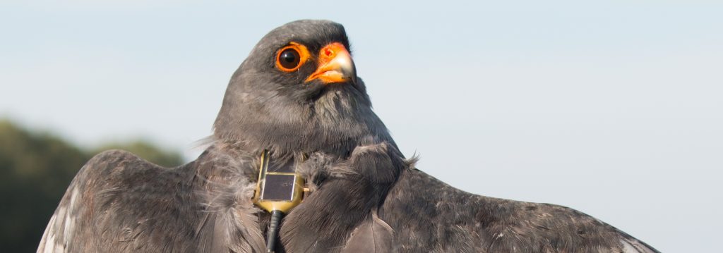 Read more about the article Red-footed Falcon conservation measures: counting roosting sites, tagging birds with satellite transmitters