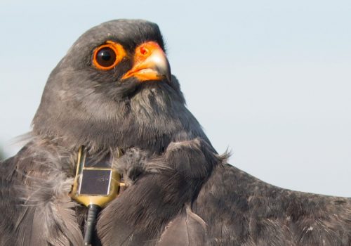 Red-footed Falcon conservation measures: counting roosting sites, tagging birds with satellite transmitters