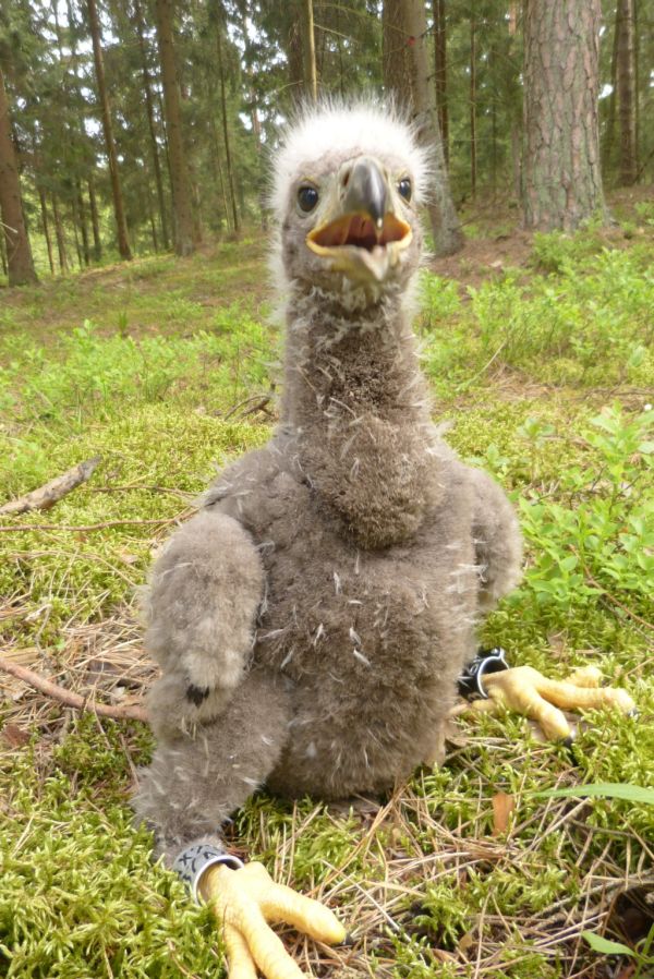 The White-tailed Eagle as a chick