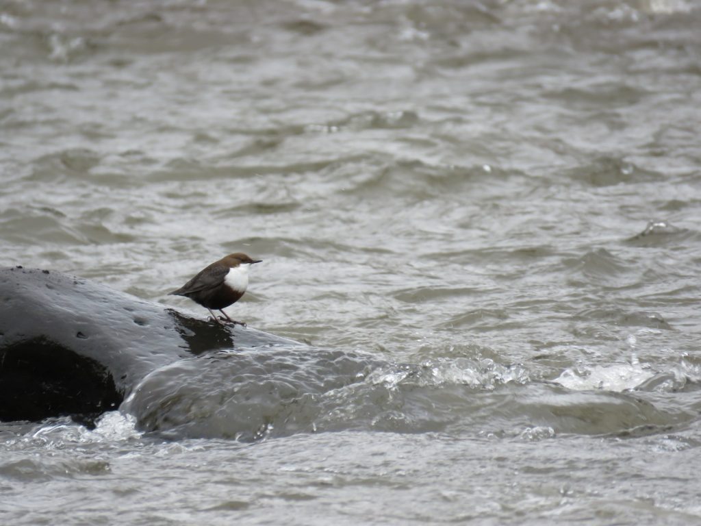 Read more about the article White-throated Dipper census