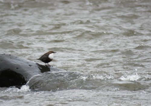 White-throated Dipper census