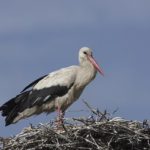 Healthy Storks miss migration and stay in Romania for winter