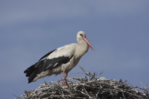 Read more about the article Fehér gólya – a természetvédelmi területek nagykövete