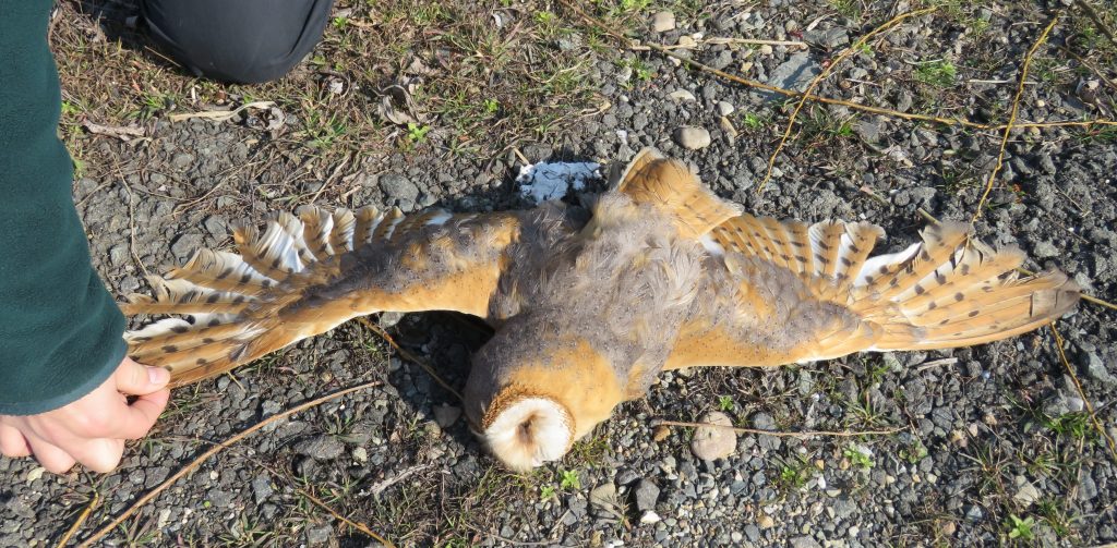Read more about the article Owls as traffic victims