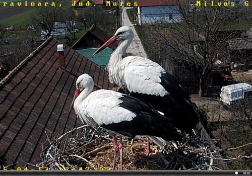 White Stork webcam – 2015