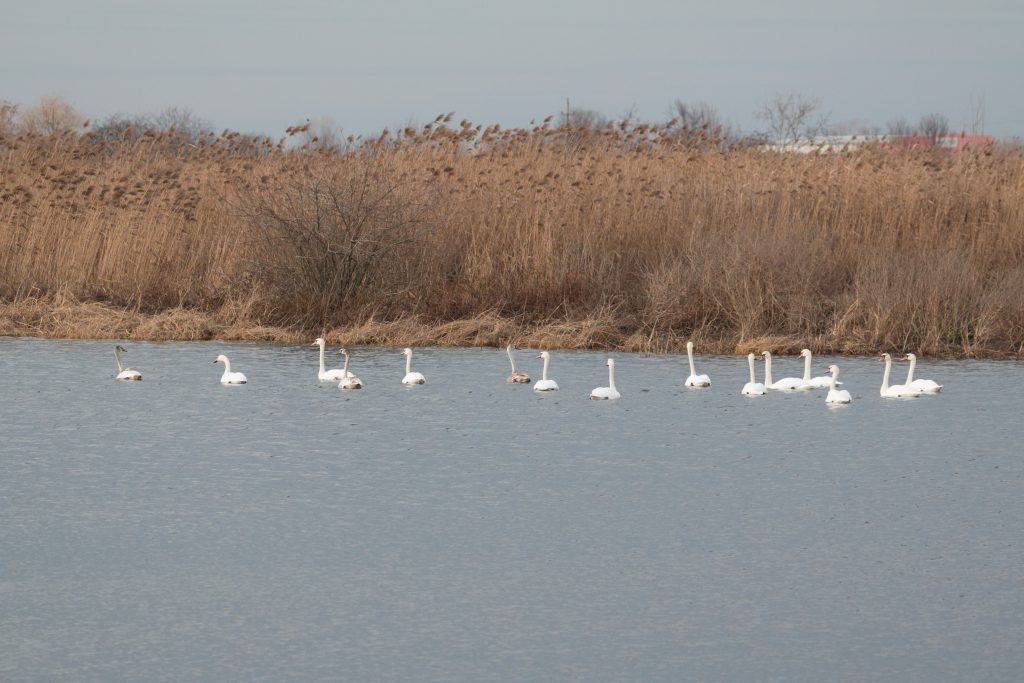 Read more about the article Midwinter Waterbird Census – 2015