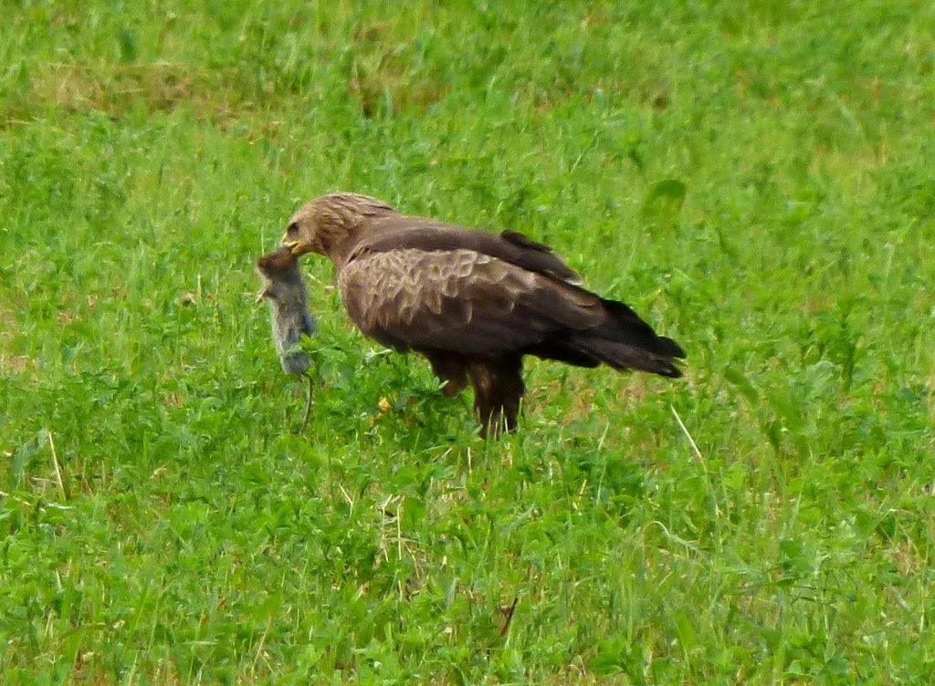 Read more about the article Conservation of the Lesser Spotted Eagle in Romania among the first 17 projects of 2014 European Commission LIFE program