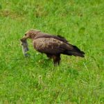 Conservation of the Lesser Spotted Eagle in Romania among the first 17 projects of 2014 European Commission LIFE program