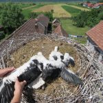 White stork chicks successfully adopted in Dumbrăvioara!