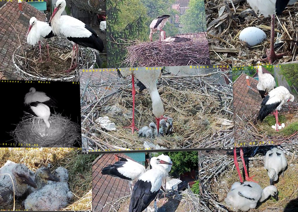 Read more about the article The events from the Dumbrăvioara stork nest in 2015