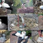 The events from the Dumbrăvioara stork nest in 2015