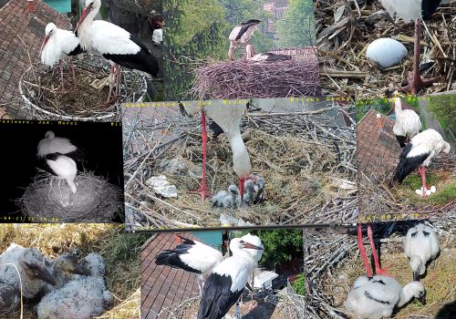The events from the Dumbrăvioara stork nest in 2015