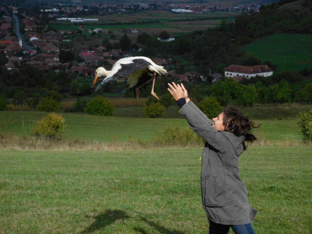 Read more about the article ‘Foreign’ Storks treated and released on Niraj Valley!